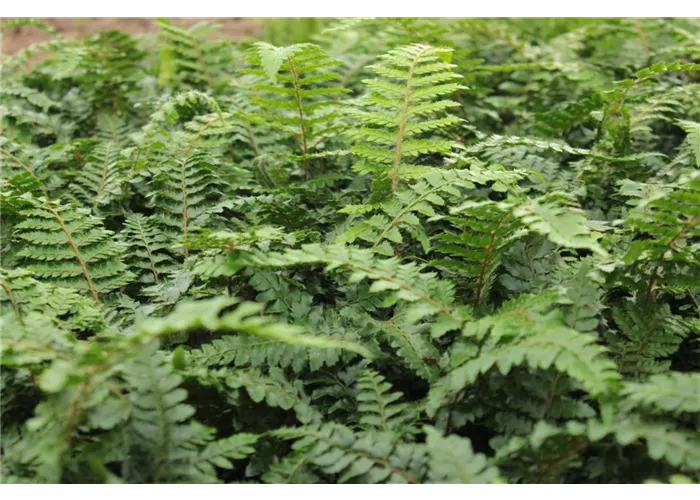 Polystichum polyblepharum