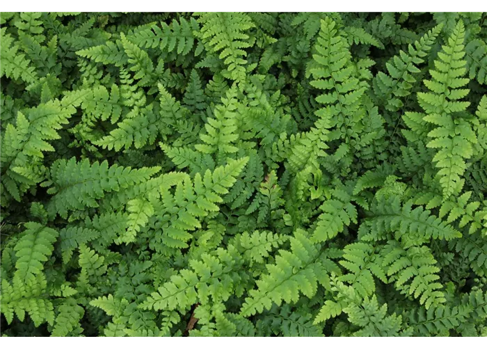 Polystichum setiferum