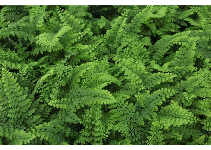 Polystichum setiferum 'Plumosum Densum'