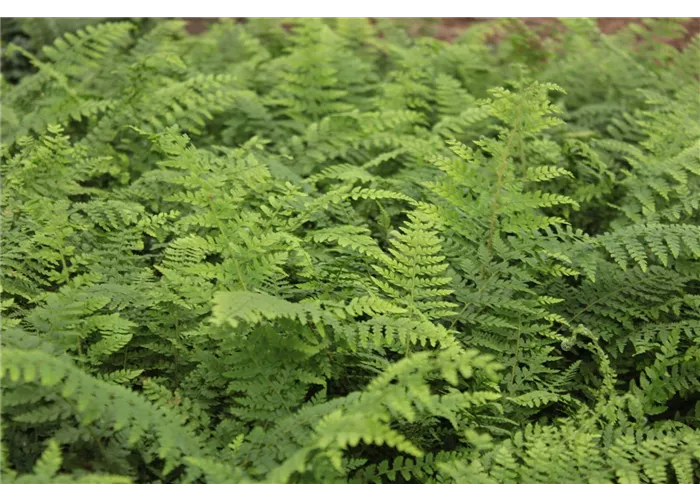 Polystichum setiferum 'Proliferum'