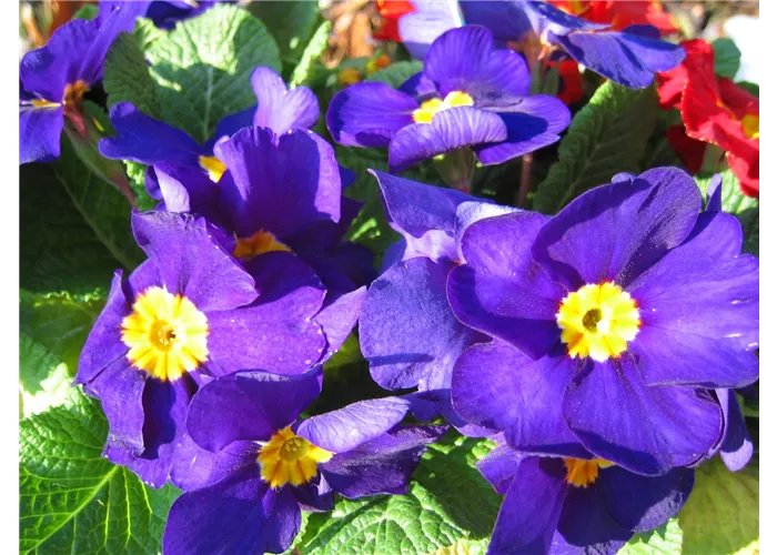 Primula x pruhoniciana 'Wanda Blau'