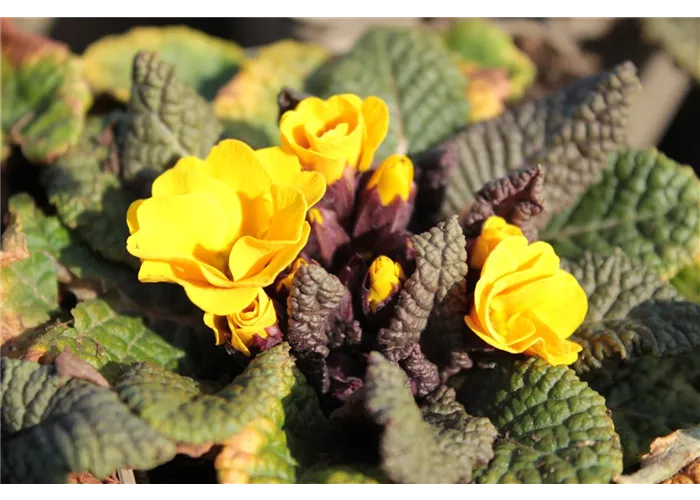 Primula x pruhoniciana 'Wanda Gelb'