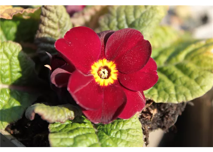 Primula x pruhoniciana 'Wanda Rot'