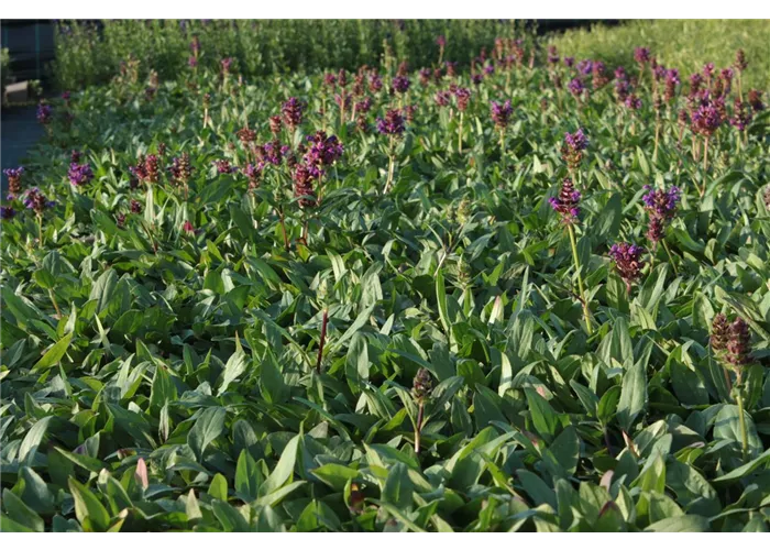 Prunella grandiflora