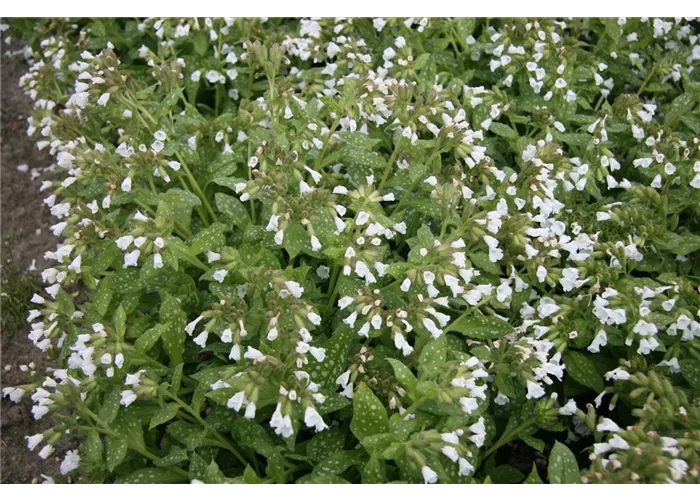 Pulmonaria officinalis 'Ice Ballet'