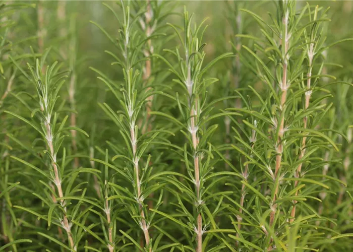 Rosmarinus officinalis 'Veitshöchheim' #