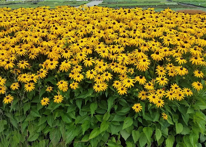 Rudbeckia fulgida sullivantii 'Goldsturm'