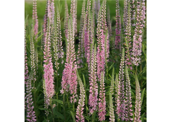 Veronica longifolia 'Pink Damask'