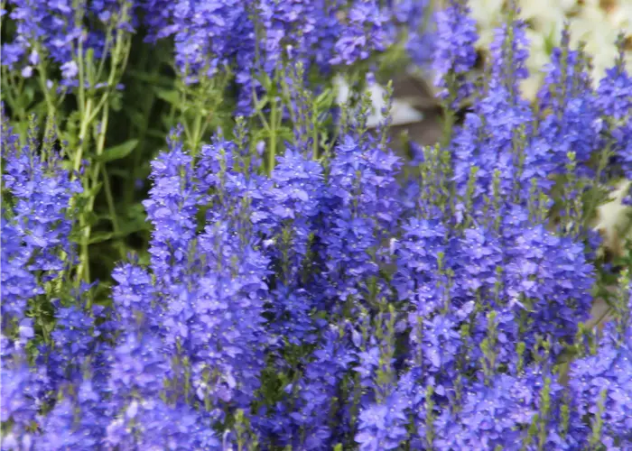 Veronica austriaca 'Knallblau' (teucrium)