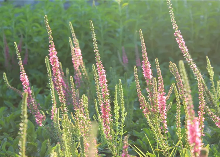 Veronica spicata 'Rotfuchs'