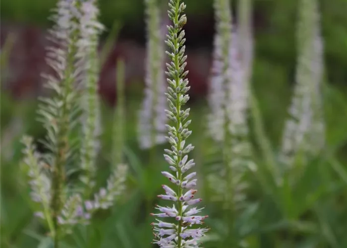 Veronicastrum virginicum 'Lavendelturm'