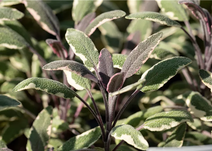 Salvia officinalis 'Tricolor'
