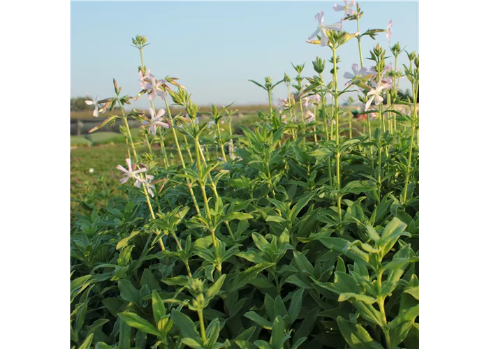 Saponaria officinalis