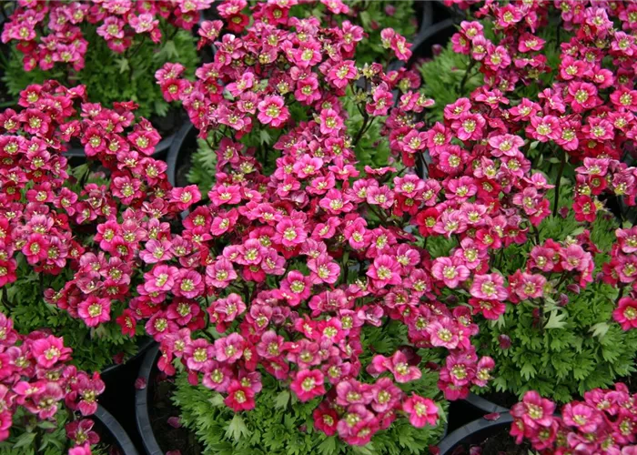 Saxifraga x arendsii 'Peter Pan'