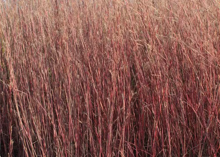 Schizachyrium scoparium 'Blue Heaven' -R-