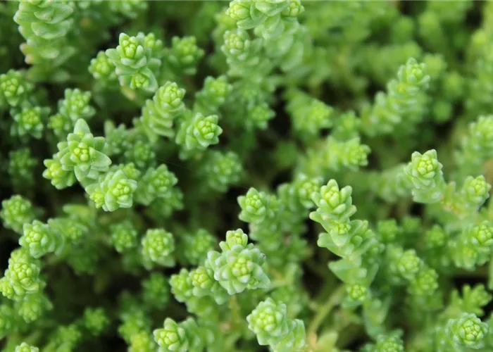 Sedum acre