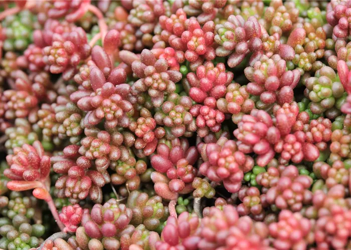Sedum album 'Coral Carpet'