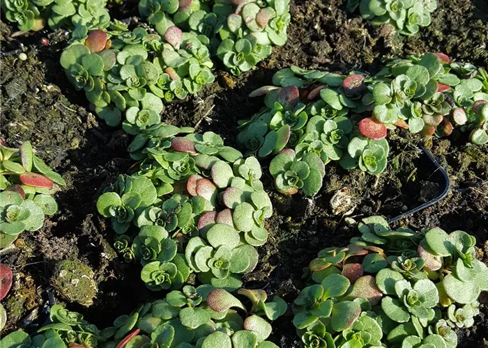Sedum kamtschaticum