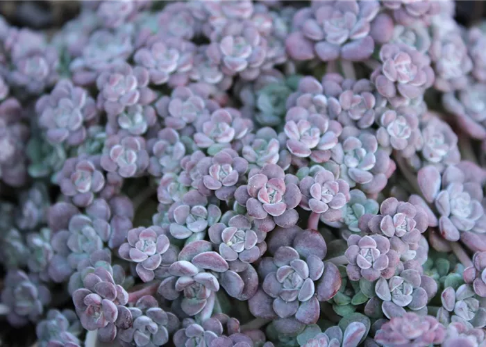 Sedum spathulifolium 'Cape Blanco'