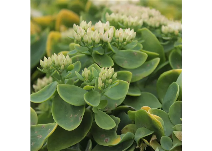 Sedum telephium 'Indian Chief'