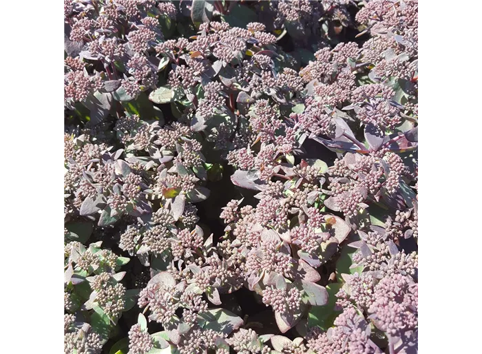 Rotbraunblättriges Garten-Fettblatt 'Xenox'®