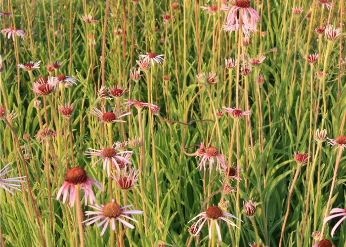 Echinacea pallida