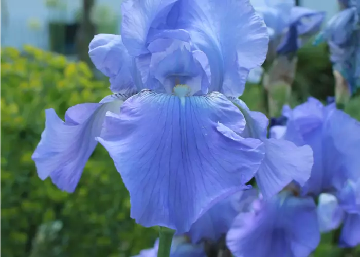Iris x barb.-elat. 'Harbor Blue'