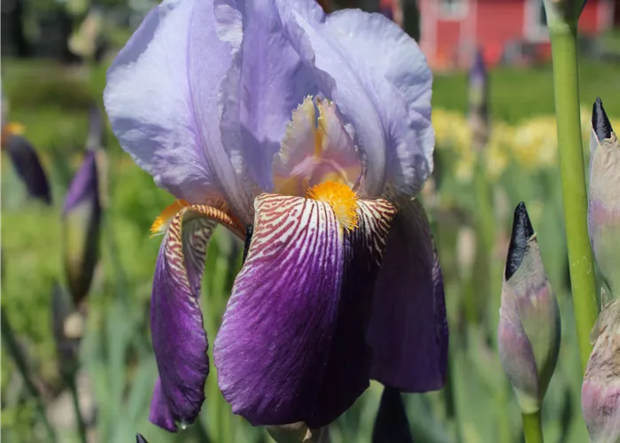 Iris x barb.-elat.'Lent A. Williamson'