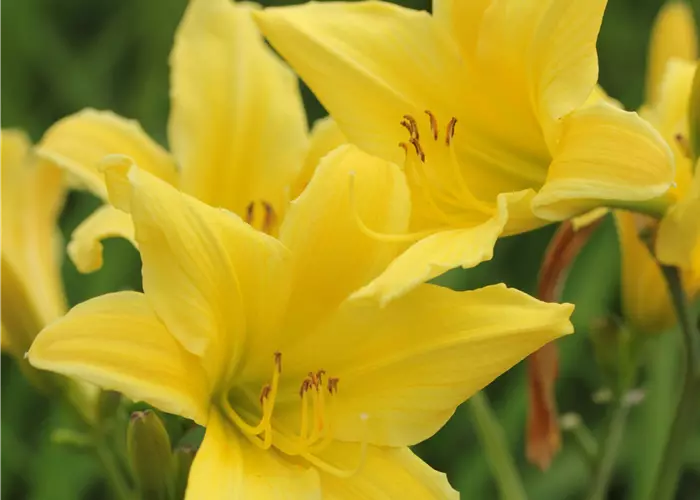 Hemerocallis x cult. 'Bel'