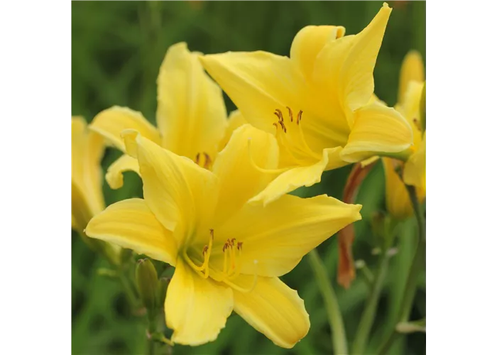 Hemerocallis x cult.'Bel'