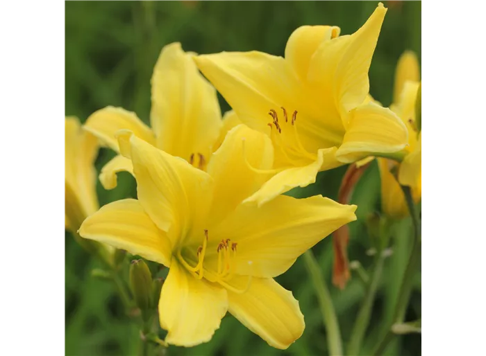 Garten-Taglilie 'Lemon Bells'
