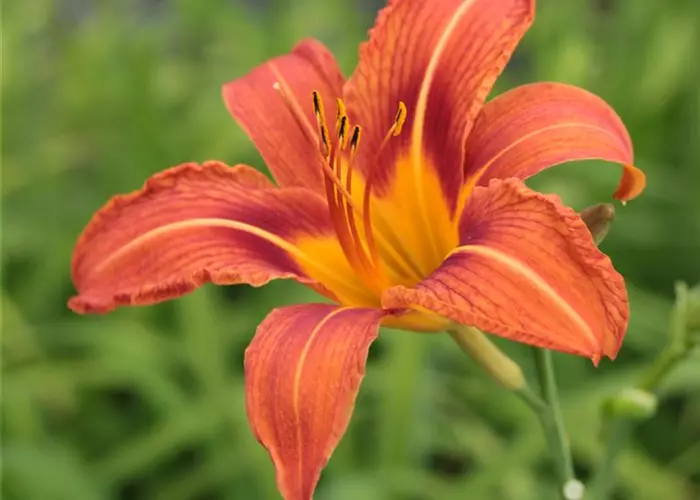 Hemerocallis fulva