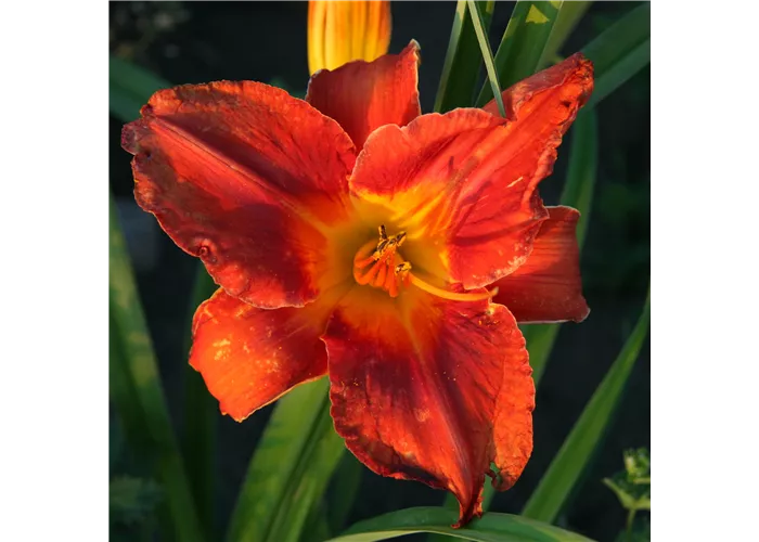 Hemerocallis x cult.'Amadeus'