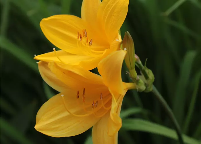 Hemerocallis x cult.'Maikönigin'