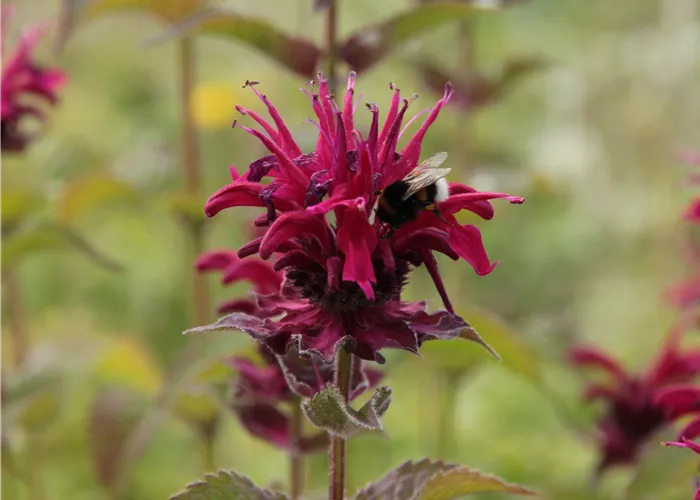 Monarda didyma 'Fireball' -R-