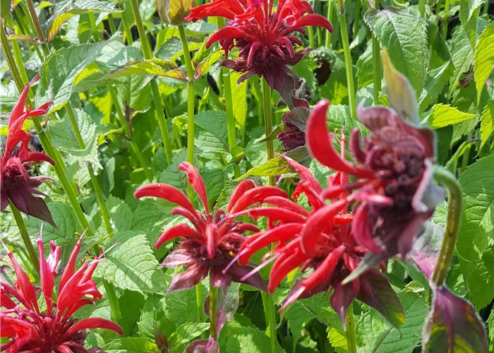 Monarda fistulosa 'Gardenview Scarlet'