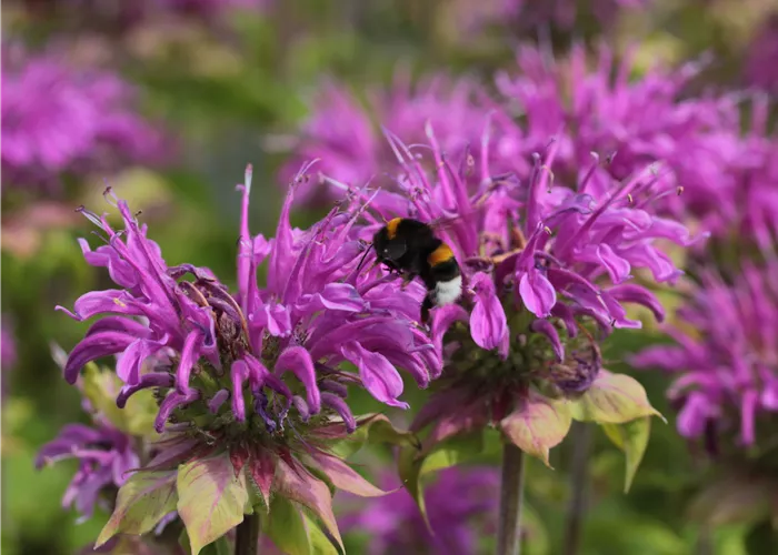 Monarda fistulosa 'Prärienacht'