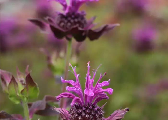 Monarda fistulosa 'Scorpion'