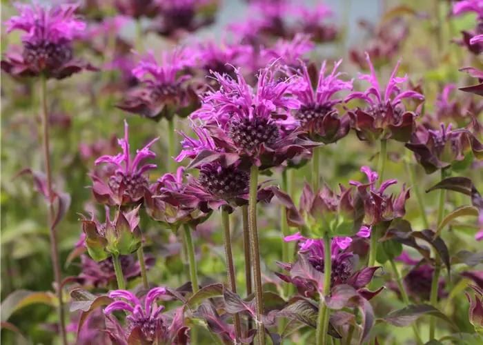 Monarda fistulosa 'Scorpion'