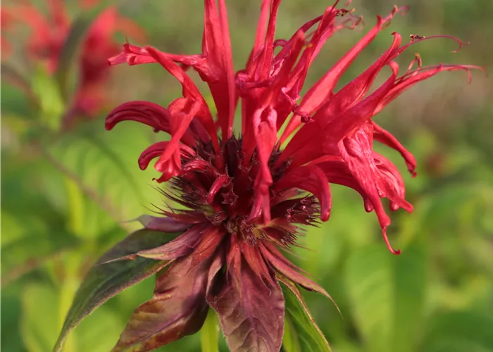 Monarda fistulosa 'Jacob Cline'