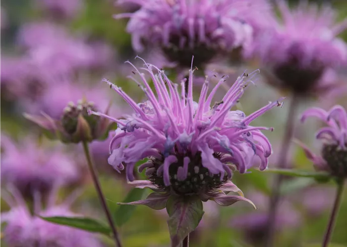 Monarda fistulosa var.menthifolia 'Mohikaner'