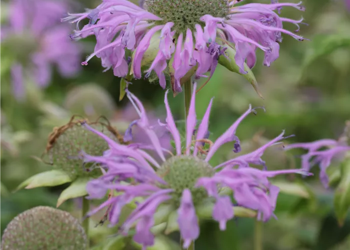 Monarda fistulosa var. menthifolia 'Pummel'