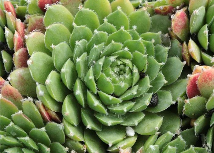 Sempervivum marmoreum 'Mondstein'