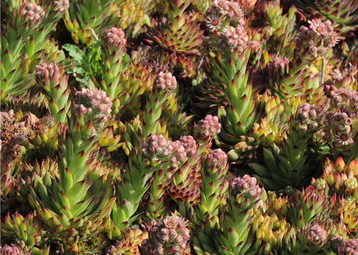 Sempervivum x cult. 'Mahagoni'