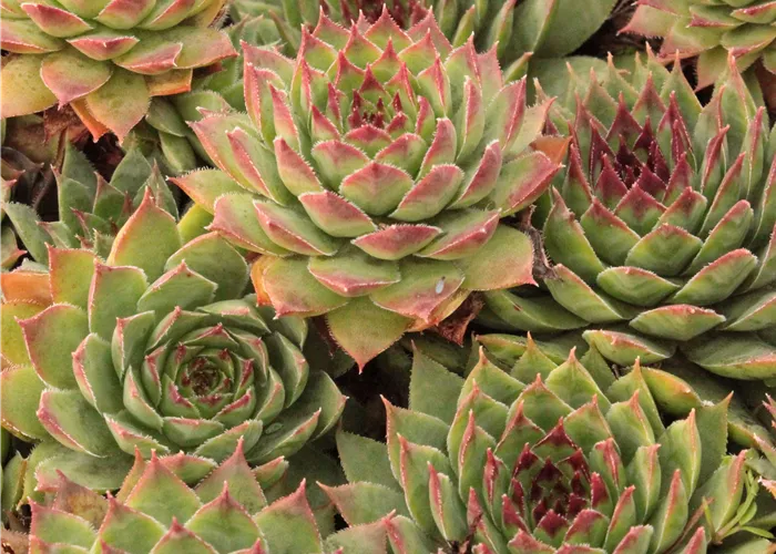 Sempervivum x cult. 'Topas'