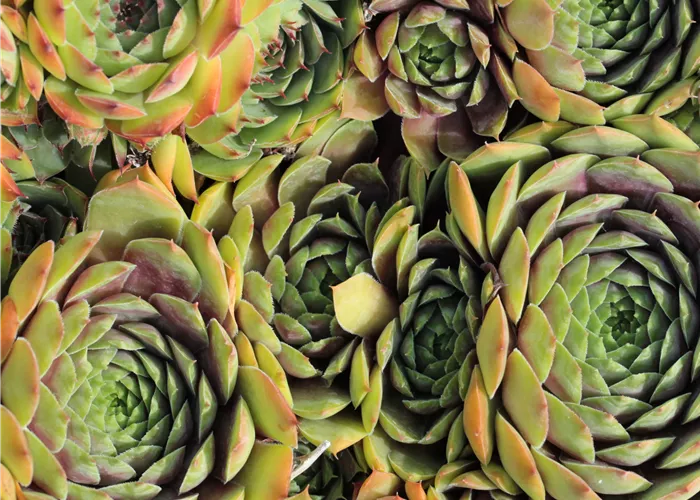 Sempervivum marmoreum 'Smaragd'
