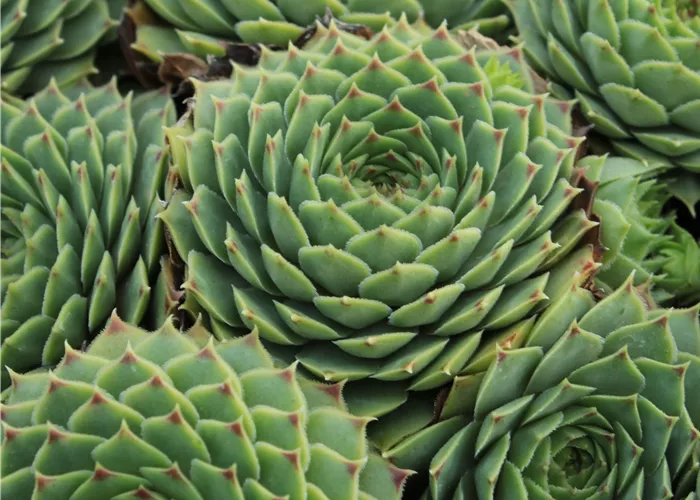 Sempervivum x cult. 'Limelight'