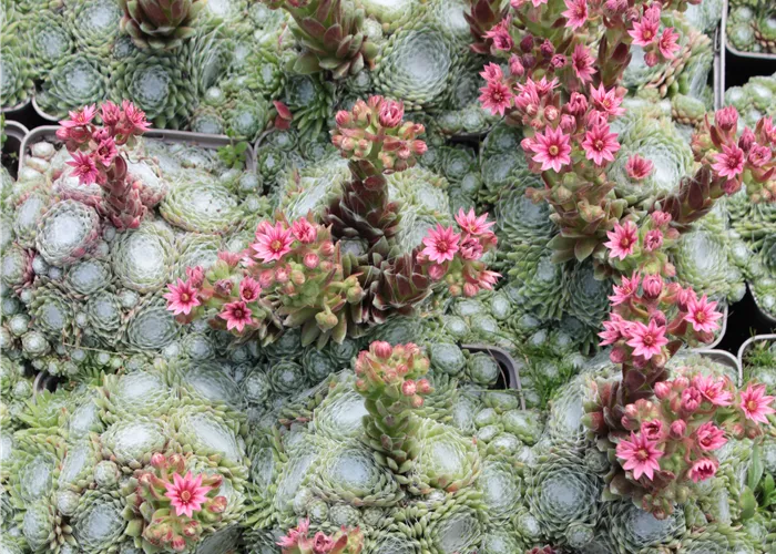 Sempervivum arachnoideum