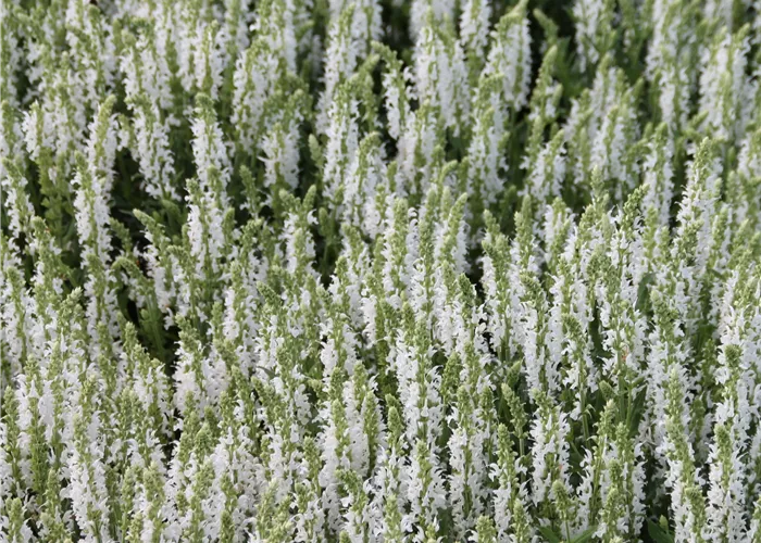 Salvia nemorosa 'Adrian'