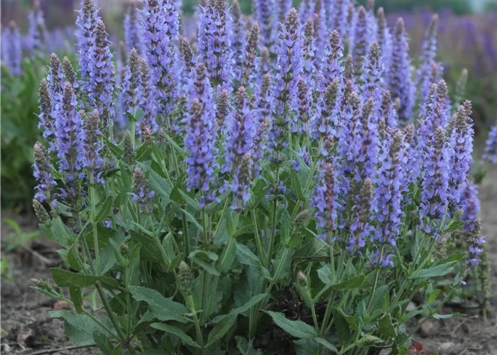 Salvia nemorosa 'Blauhügel'